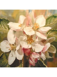 Наволочки Рапира