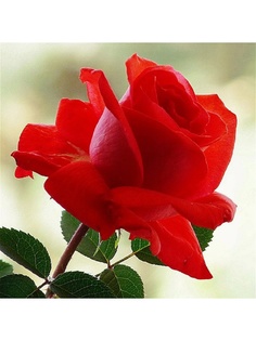 Наволочки Рапира