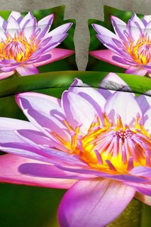 Постельное белье 1,5 сп. Сатин Fantasy