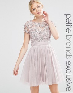Платье мини с короткими рукавами, тюлевой юбкой и кружевным лифом Little Mistress Petite - Розовый