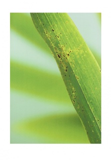 Комплект штор ТОМДОМ Лозер