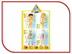 Звуковой плакат Пирамида открытий Говорящая анатомия 13129/ANATOMY POSTER