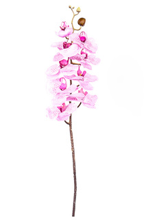 Орхидея EDG