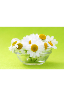 Холст "Ромашки" Ecoramka