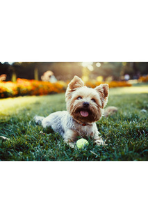 Холст "Собака и мяч" Ecoramka