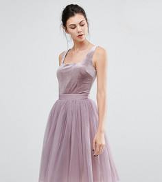 Короткое приталенное платье с бархатным лифом и тюлевой юбкой Little Mistress Tall - Фиолетовый