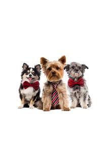 Холст "Собаки в галстуке" Ecoramka