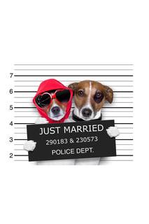 Холст "Собака" Ecoramka