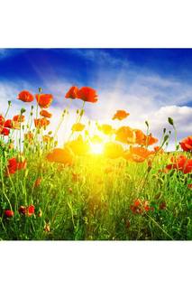 Холст "Поле маки" Ecoramka