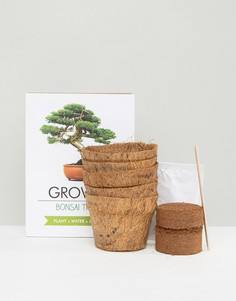 Набор для выращивания дерева бонсай - Мульти Gift Republic