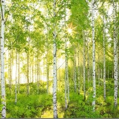 Фотообои Komar Scenics National Geographic Edition 1 8-панельные (8NW-519)