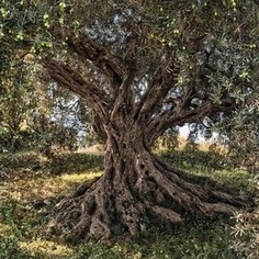 Фотообои National Geographic Olive Tree (3,68х2,54 м)