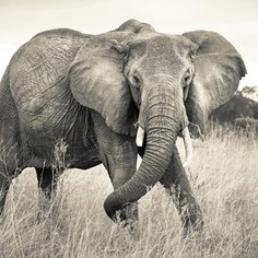 Фотообои National Geographic Elephant (3,68х2,48 м)