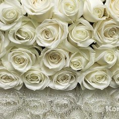 Фотообои Komar A la Rose (3,68х2,54 м) (8-314)