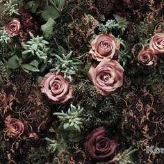 Фотообои Komar Velvet (3,68х2,54 м) (8-980)