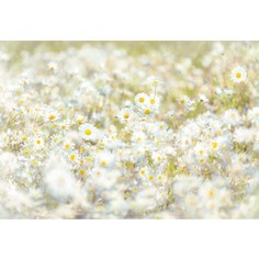 Фотообои Komar Daisies (3,68х2,54 м) (8-994)