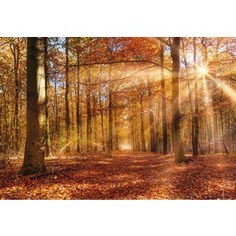 Фотообои Komar Golden Dawn (3,68х2,54 м) (8-997)