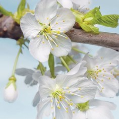 Фотообои Komar Blossom (1,84х2,48 м) (XXL2-033)