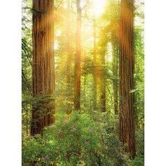 Фотообои Komar RedWood (1,84х2,48 м) (XXL2-044)