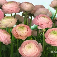 Фотообои Komar Gentle Rose (3,68х2,54 м) (8-894)