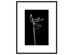 Авторская арт-фотография dead tulip #5 (george rouchin photography) черный 55x70 см.