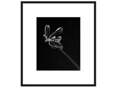 Авторская арт-фотография dead tulip #3 (george rouchin photography) черный 55x62 см.