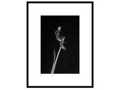 Авторская арт-фотография dead tulip #7 (george rouchin photography) черный 55x70 см.