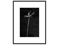 Авторская арт-фотография dead tulip #9 (george rouchin photography) черный 77x100 см.