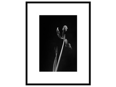 Авторская арт-фотография dead tulip #6 (george rouchin photography) черный 77x100 см.