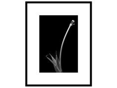 авторская арт-фотография dead tulip #1 (george rouchin photography) черный 60x77 см.