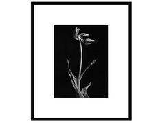 авторская арт-фотография dead tulip #2 (george rouchin photography) черный 75x90 см.