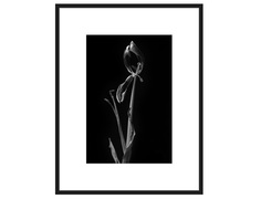 Авторская арт-фотография dead tulip #8 (george rouchin photography) черный 77x100 см.