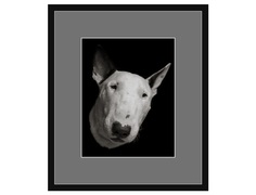 Авторская арт-фотография bull terrier #7 (george rouchin photography) черный 70x82 см.
