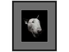 Авторская арт-фотография bull terrier #2 (george rouchin photography) черный 73x82 см.