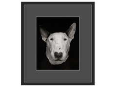 Авторская арт-фотография bull terrier #4 (george rouchin photography) черный 72x82 см.