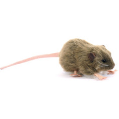 Мягкая игрушка Hansa Крыса бурая, 12 см (5577)