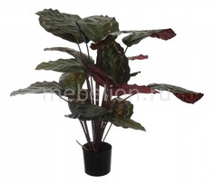 Растение в горшке (60 см) Калатея розеопикта 58008700 Home Religion