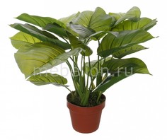 Растение в горшке (50 см) Потос 58008500 Home Religion
