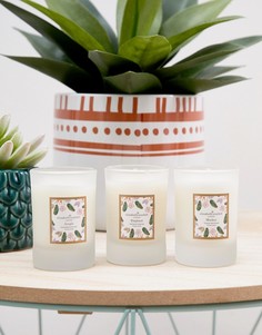 Elizabeth Scarlett Jungle Candle Gift Set of 3 - Мульти