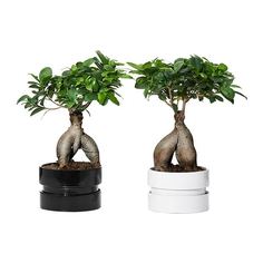 ФИКУС МИКРОКАРПА ГИНСЕНГ Комнтн раст в горшке, бонсай, разные цвета Ikea