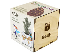 Растение ЭкоДом Кедр 1061843804476