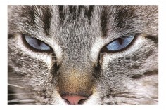 Панно (60х40 см) Кот 111234574 Ekoramka