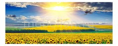Панно (1150х450 см) Поле подсолнухов 1727037К11545 Ekoramka