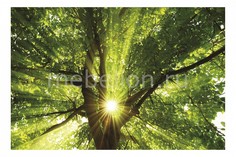 Панно (60х40 см) Дерево и солнце 127280561 Ekoramka