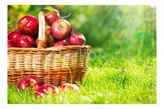 Панно (60х40 см) Яблоки 115302478 Ekoramka