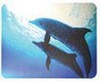 Коврик для мыши BURO BU-M40083 рисунок/дельфины