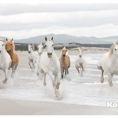 Фотообои Komar White Horses (3,68х2,54 м) (8-986)