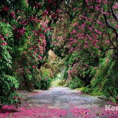 Фотообои Komar Wicklow Park (3,68х2,54 м) (8-985)