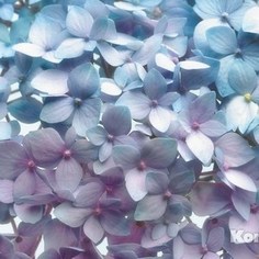 Фотообои Komar Light Blue (3,68х2,54 м) (8-961)