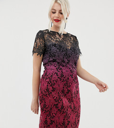 Кружевное платье-футляр с эффектом омбре Paper Dolls Plus - Мульти